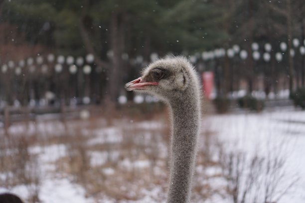鸵鸟的美丽的眼睛图片下载
