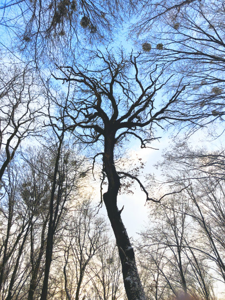 道路穿过冰雪覆盖的森林。寒冷的冬日森林里图片下载