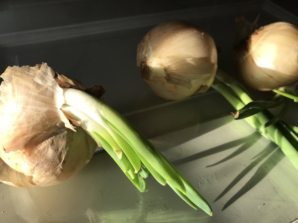 戏剧性的阴影接近洋葱图片下载