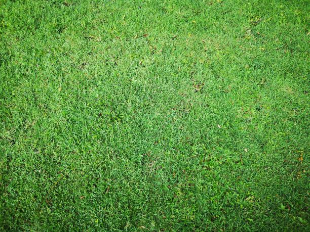 草叶绿色，图案自然，背景郁郁葱葱图片下载