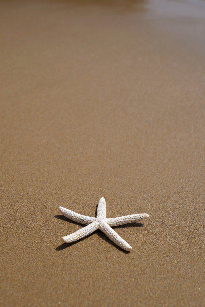 沙滩上的海星。暑假的概念。图片下载