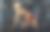 在健身房拿杠铃的女孩图片下载