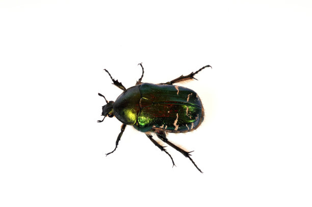 圣甲虫在白色背景上图片下载