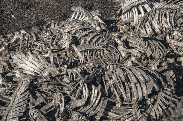 牛骨在垃圾填埋场堆放成一大堆。不尊重，致命的生意，吃肉图片下载