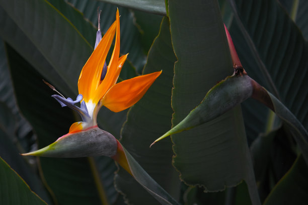 欧罗巴植物园里美丽的仙鹤花图片下载
