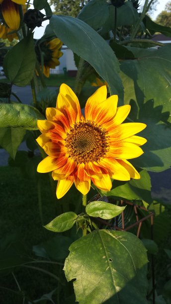 橙黄向日葵图片下载