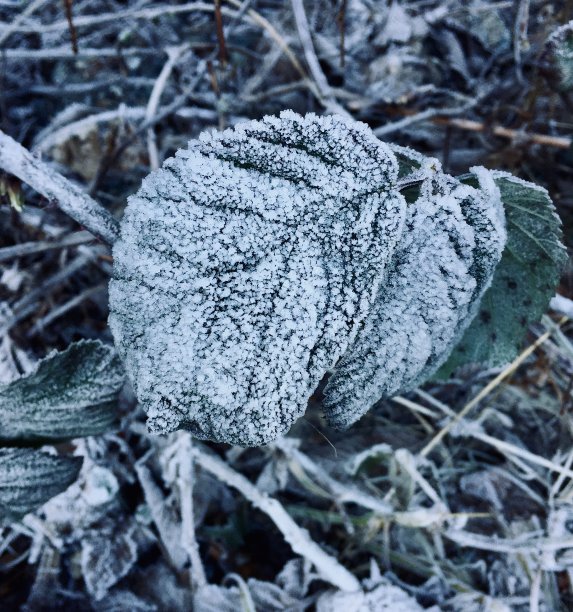 冰霜覆盖的叶子图片下载