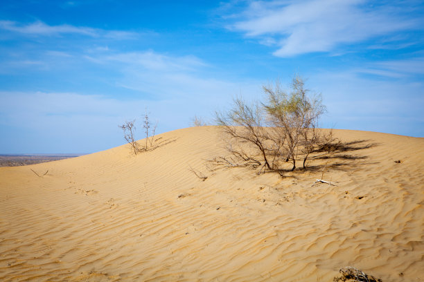 罕见的干旱灌木图片下载