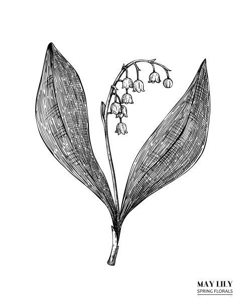 也许莉莉画图片下载