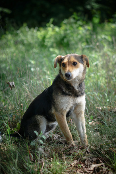 美丽的狗在自然与悲伤的眼睛。苗圃里的家畜。库存图片图片下载