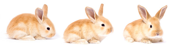 套红兔隔离图片下载