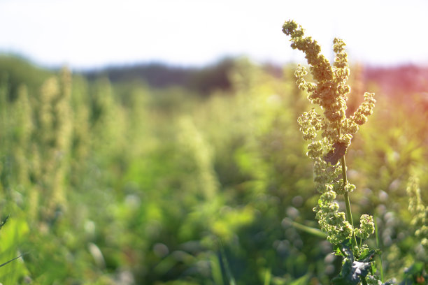 绿色田野上不同的杂草。草地，牧场在春天的一个阳光明媚的日子。股票的背景,照片图片下载