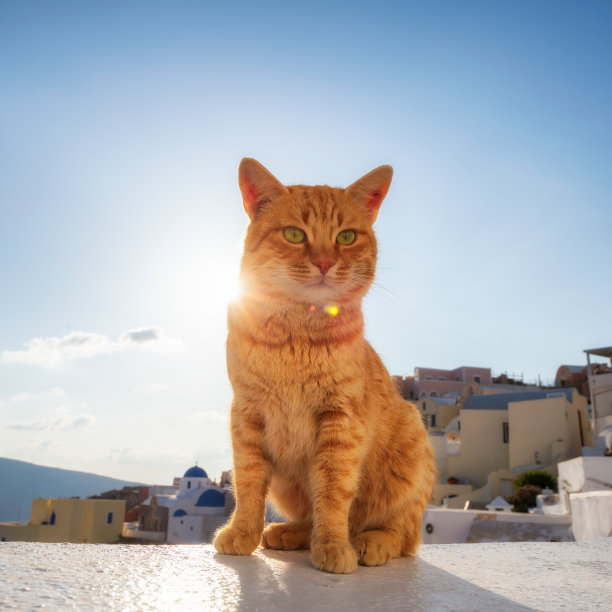蓝色天空映衬着落日的姜猫图片下载