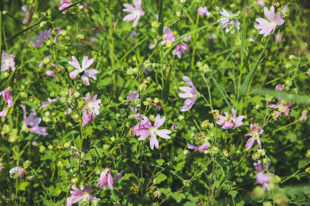 地里长着紫色的小花。漂亮的风景照片。夏天的本性。图片下载