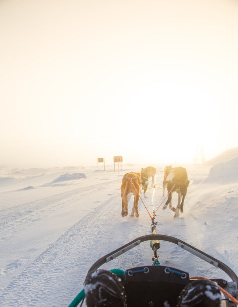 漂亮的六只狗拉着雪橇。这张照片是从坐在雪橇的角度拍摄的。有趣，健康的冬季运动在北方。美丽的，有雾的冬天早晨。图片下载