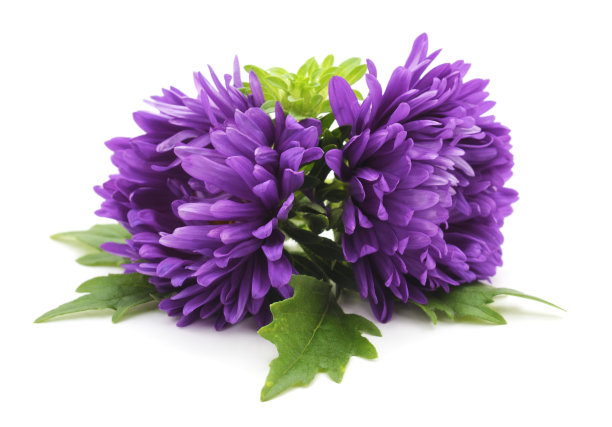 美丽的粉红色紫苑。图片下载