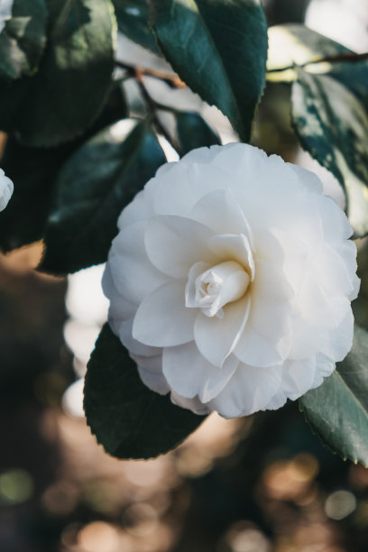 一个开花的白花在一棵树上的特写。图片下载