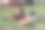 可爱的宠物是鸡和公鸡。野生鸟类在自然界，在草地。股票的背景,照片图片下载
