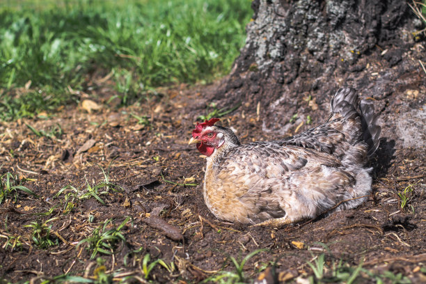 可爱的宠物是鸡和公鸡。野生鸟类在自然界，在草地。股票的背景,照片图片下载