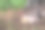 可爱的宠物是鸡和公鸡。野生鸟类在自然界，在草地。股票的背景,照片图片下载
