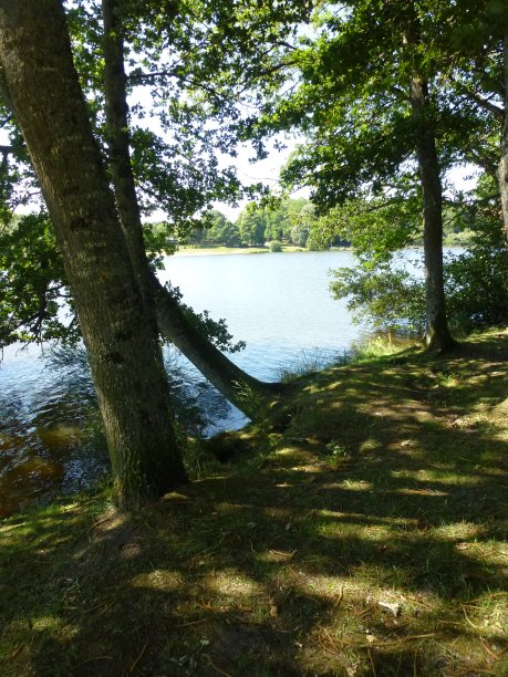 池塘的景色图片下载