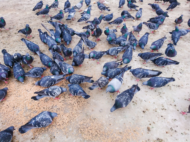 鸽子在城市公园里吃谷物图片下载