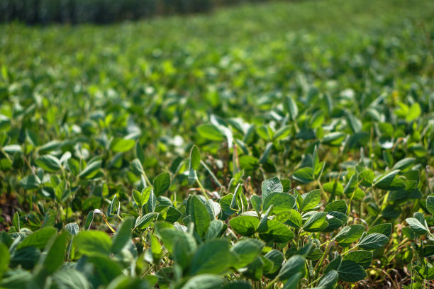 在初夏的大豆地里。干旱和脱水植物。素食大豆。股票的背景,照片图片下载