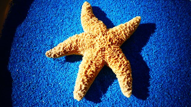 蓝色背景上的近距离海星图片下载