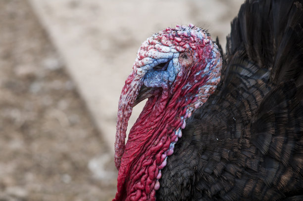 土耳其,动物。图片下载