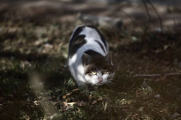户外流浪猫，野猫图片下载