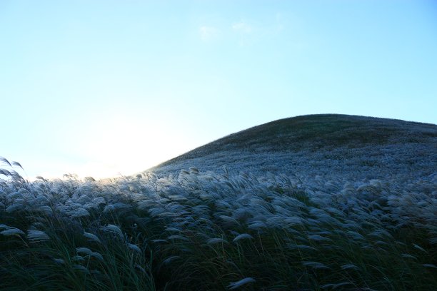 New Star Oreum, Pampas, Autumn, view，图片下载