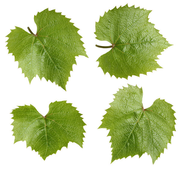 在白色背景上孤立的葡萄叶子。图片下载