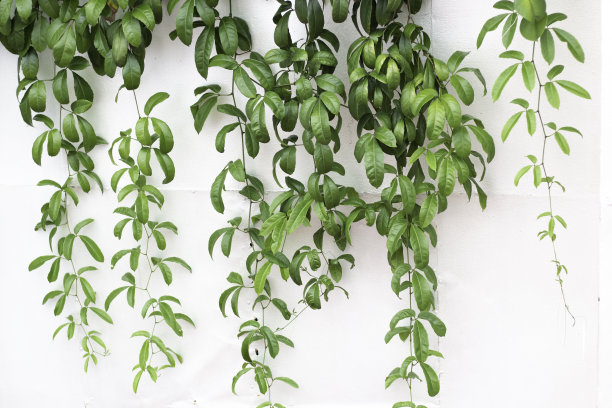 白墙上的绿叶图片下载