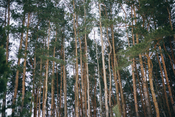 冬天的照片与松树的树林。来自云杉森林的自然图像。下雪的天气。图片下载