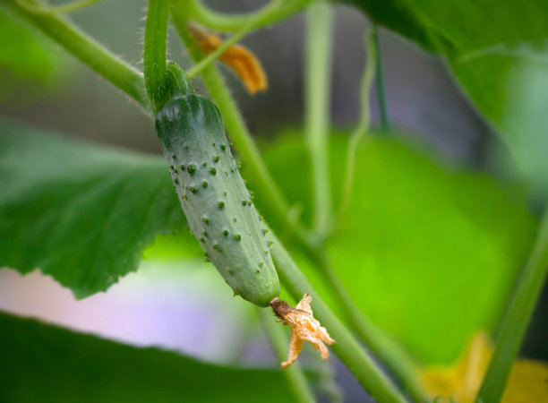 可爱的小黄瓜。图片下载