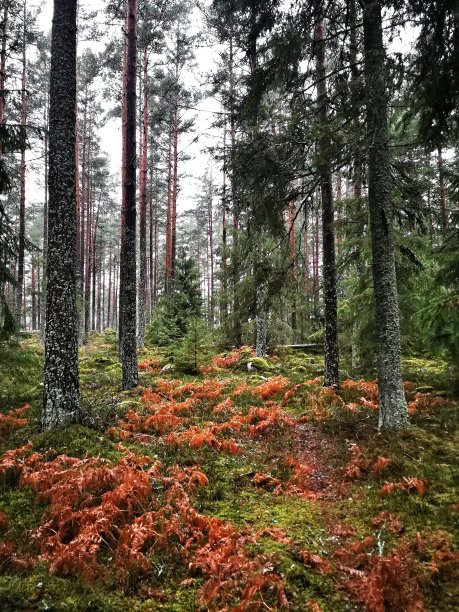 瑞典的森林图片下载