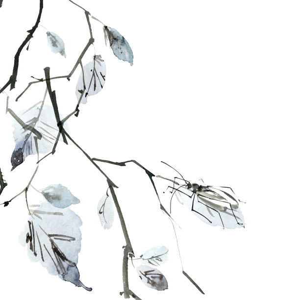 桦树的树枝与昆虫图片下载