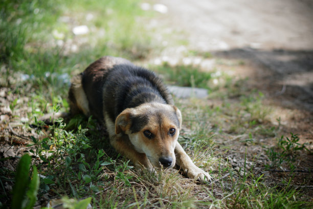 美丽的狗在自然与悲伤的眼睛。苗圃里的家畜。库存图片图片下载