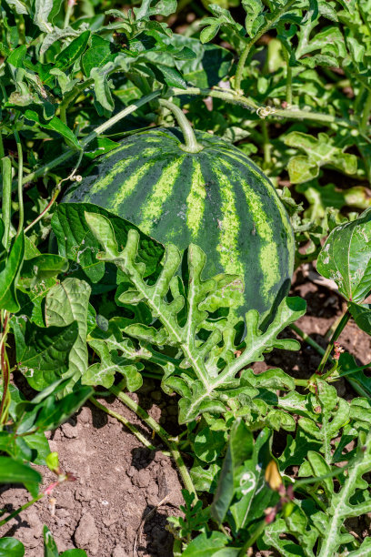 在希腊帕罗斯岛kolybithres海滩附近的cyclades田地里的西瓜图片下载
