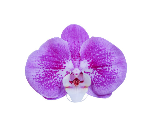 花朵鲜艳的紫堇兰花孤立盛开，背景白色，带有剪枝小径，是大自然的观赏图案植物图片下载