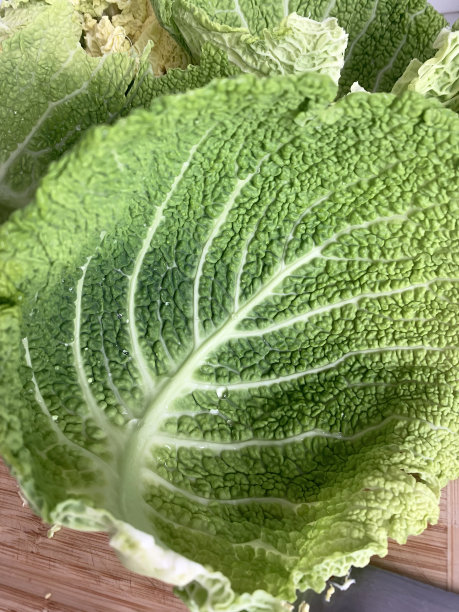 皱叶甘蓝图片下载