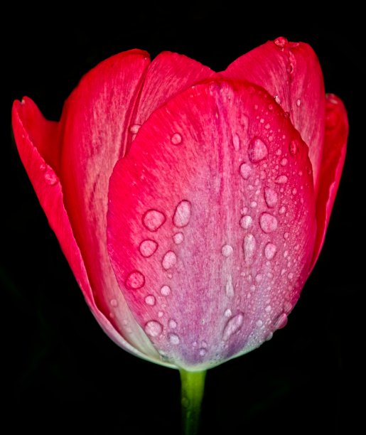 玫瑰、郁金香和水滴图片下载