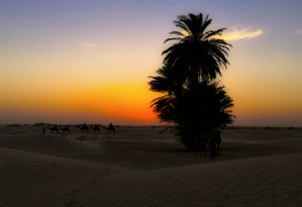 骆驼商队在日落时穿过沙漠。图片下载