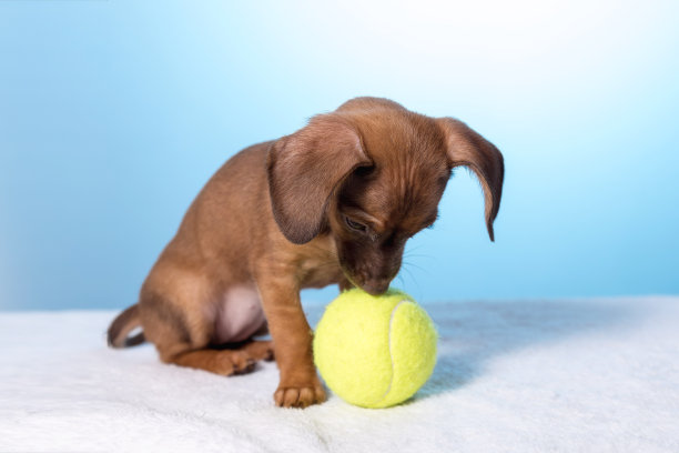 蓝色背景上的小狗狗特写。工作室的照片图片下载
