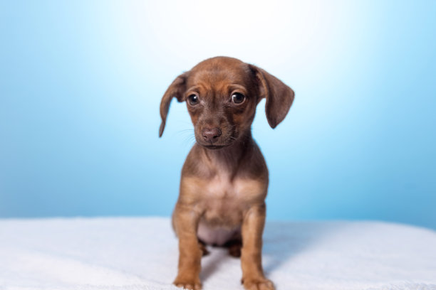 蓝色背景上的小狗狗特写。工作室的照片图片下载