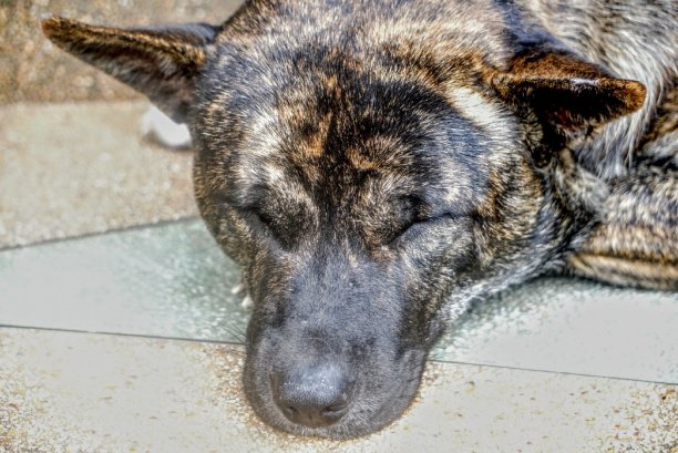 泰国各地寺庙里的流浪狗。僧侣提要。图片下载