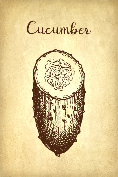 黄瓜的水墨素描。图片下载