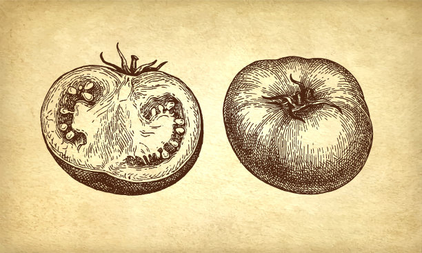 用墨水画西红柿。图片下载