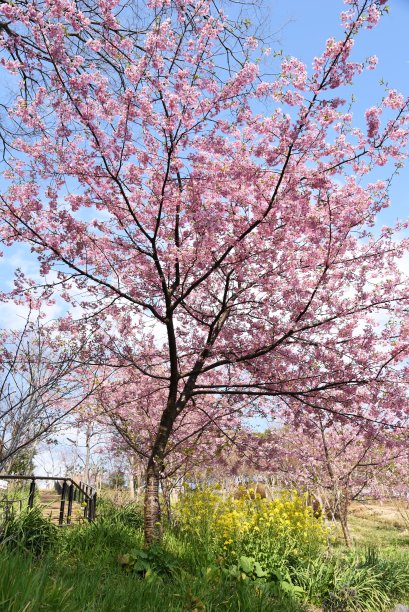 樱桃和油菜花图片下载