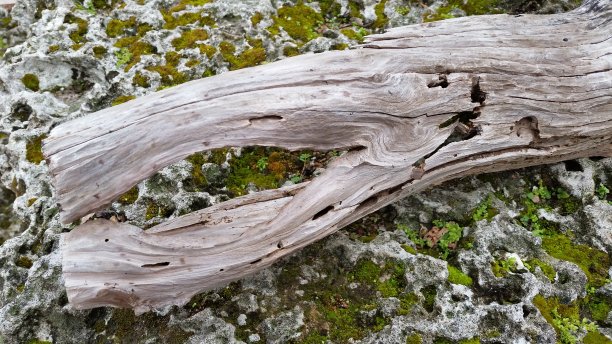 带有地衣的树枝图片下载